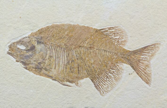 Phareodus Fossil Fish - Beautiful Specimen #58765
